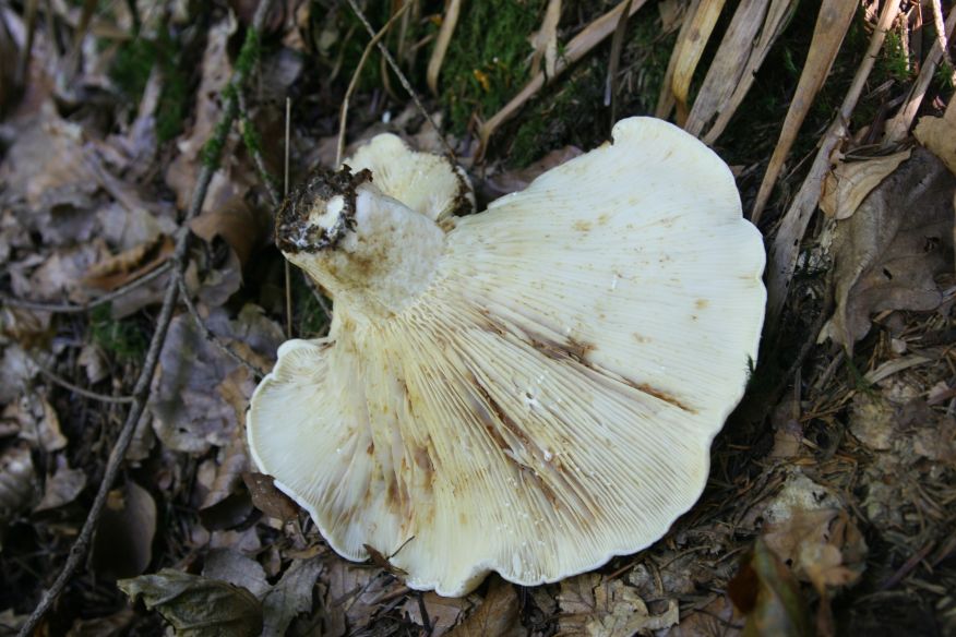 Lactarius vellereus dalla Foresta nera